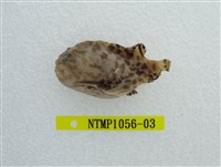 藏品(條紋躄魚)的圖片